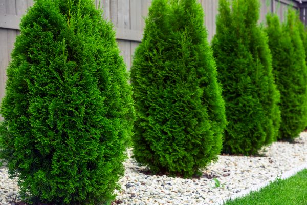 Arborvitae Planting in Salinas