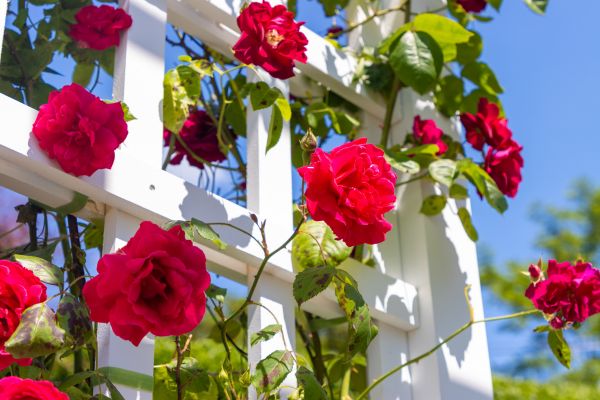 Home Gardening Service in Salinas