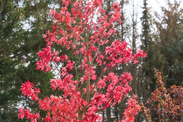 Japanese Maple Planting in Salinas