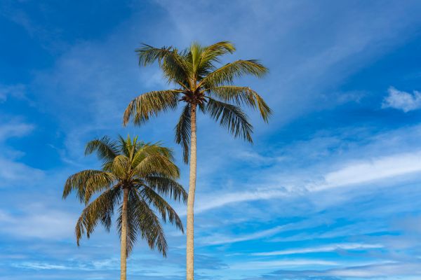 Palm Tree Planting in Salinas