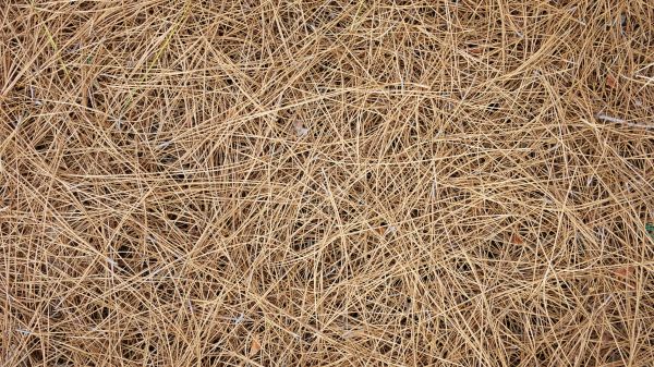 Pine Needles Delivery in Salinas