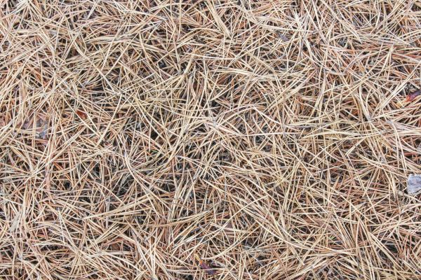 Pine Straw Installation in Salinas