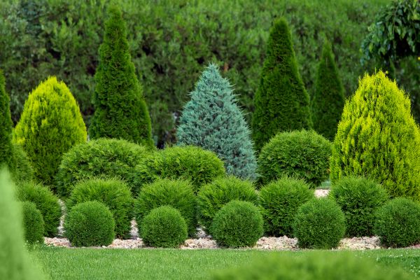 Shrub Installation in Salinas