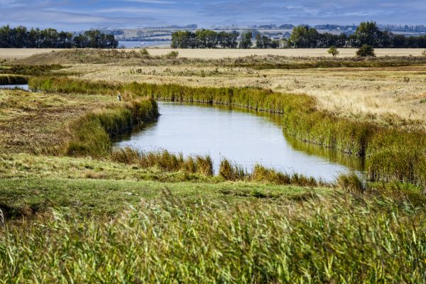 Swale Landscaping in Salinas