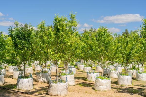 Tree Planting Service in Salinas