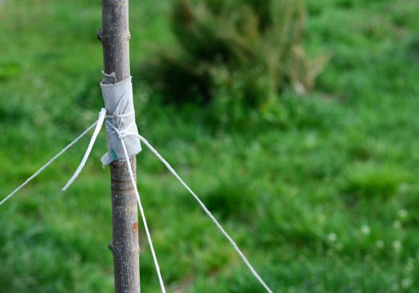 Tree Staking Service in Salinas