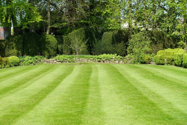 Lawn Renovation in Salinas