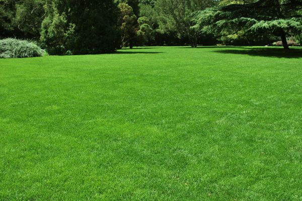 Lawn Landscaping in Salinas