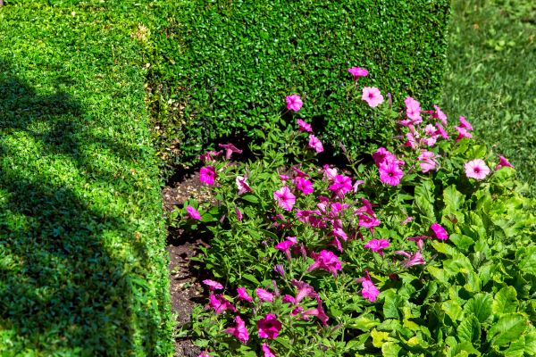 Softscaping Service in Salinas