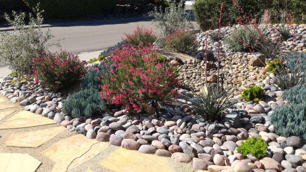 Xeriscape Landscaping in Salinas
