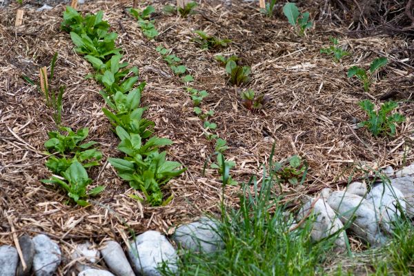 Mulch Service in Salinas