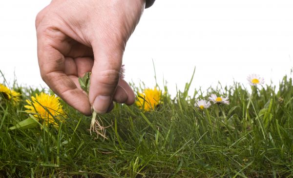 Lawn Weeding in Salinas