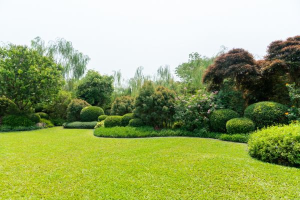 Tree Landscaping in Salinas