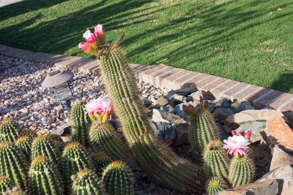 Desert Landscaping in Salinas