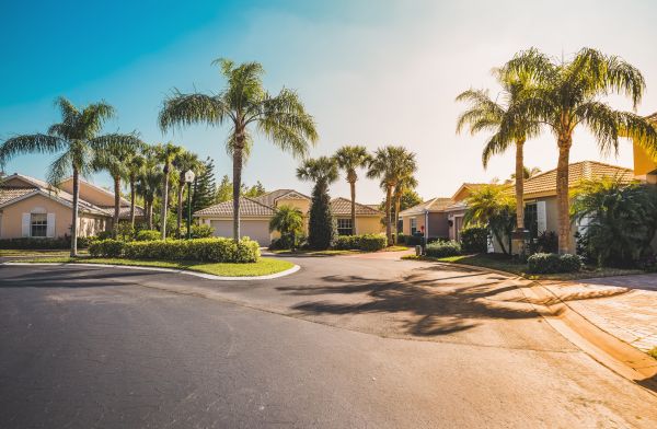 Palm Tree Landscaping in Salinas