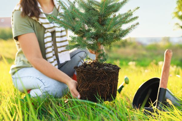 Spruce Tree Planting in Salinas