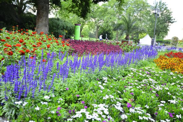 Perennials Planting in Salinas