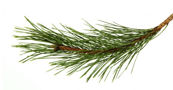 Pine Needles Installation in Salinas