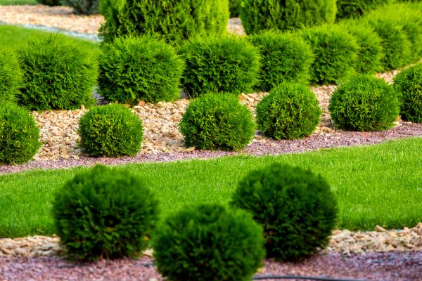 Bush Installation in Salinas