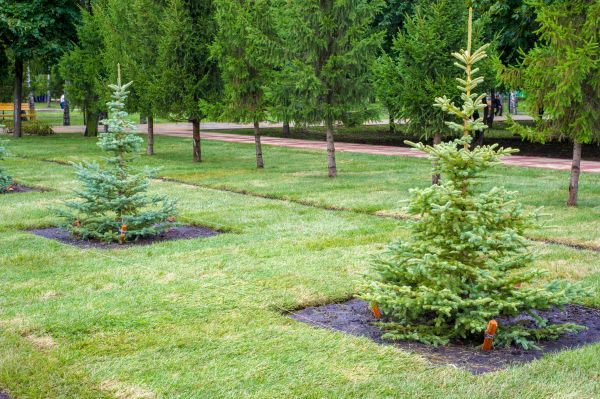 Privacy Trees Planting in Salinas