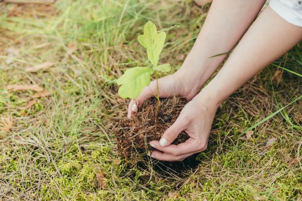 Oak Tree Planting in Salinas