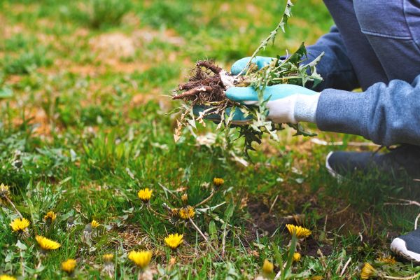 Flower Bed Clearing in Salinas