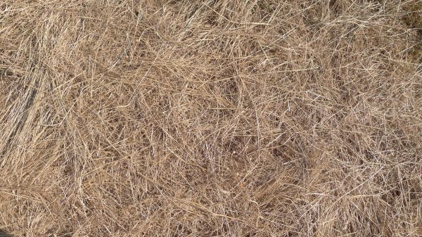 Pine Straw Replacement in Salinas