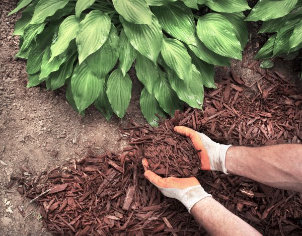 Bark Spreading in Salinas