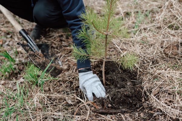Pine Tree Planting in Salinas