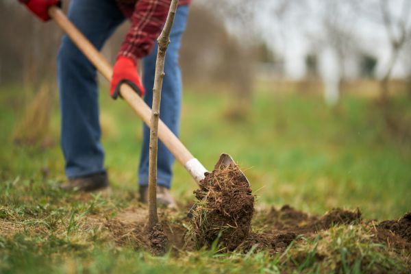 Trees Planting in Salinas