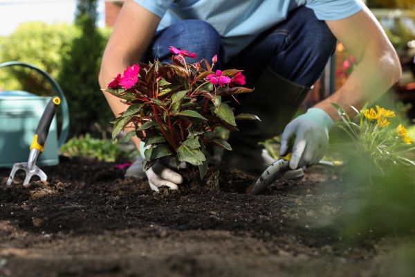 Plant Replacement in Salinas