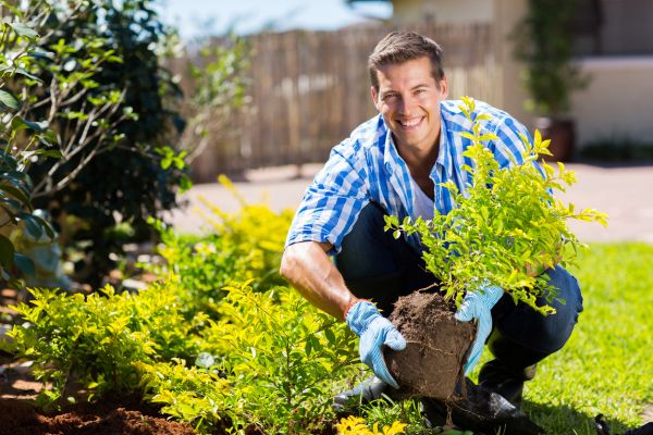 Shrub Landscaping in Salinas
