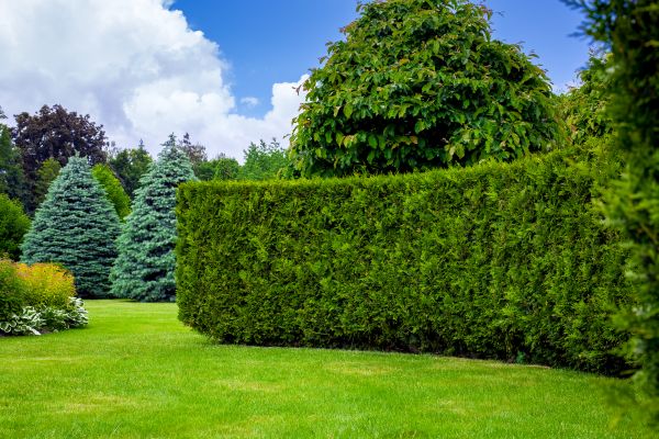 Hedge Landscaping in Salinas