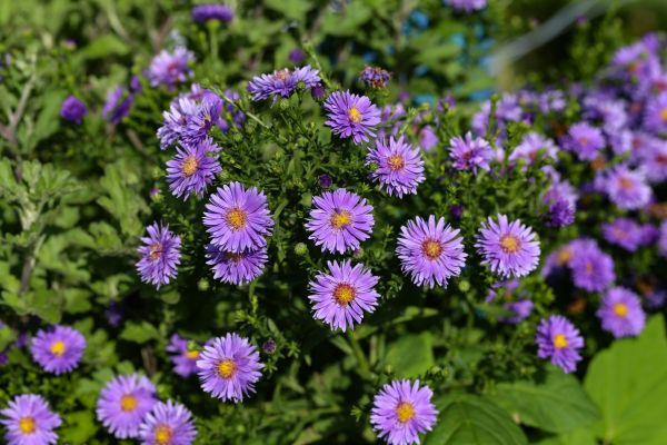 Perennial Flower Planting in Salinas