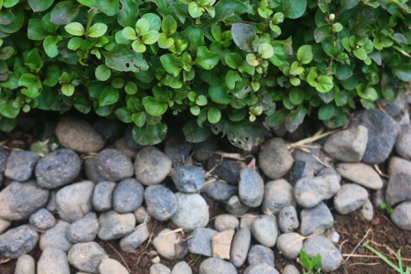 River Stone Installation in Salinas