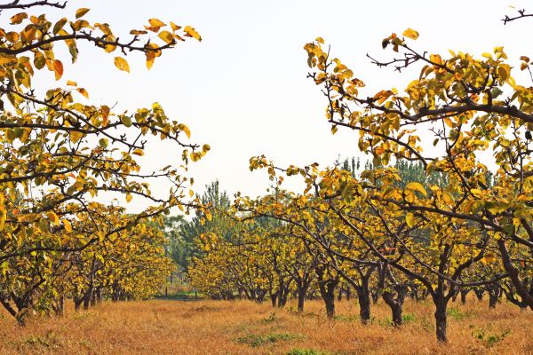 Pear Tree Planting in Salinas