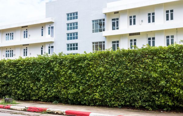 Privacy Landscaping in Salinas