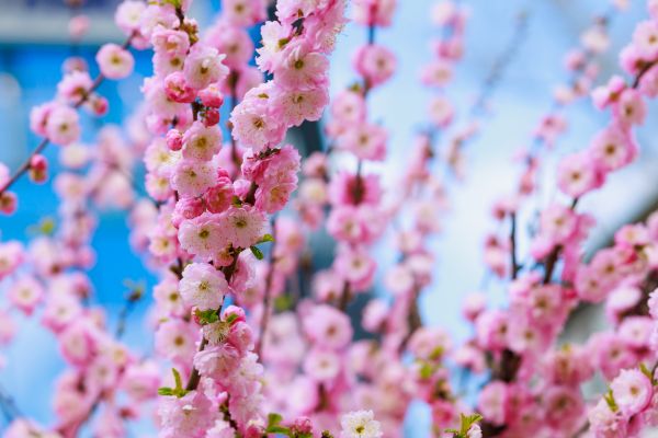 Japanese Cherry Tree Planting in Salinas