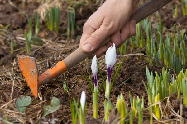Flower Garden Weeding in Salinas