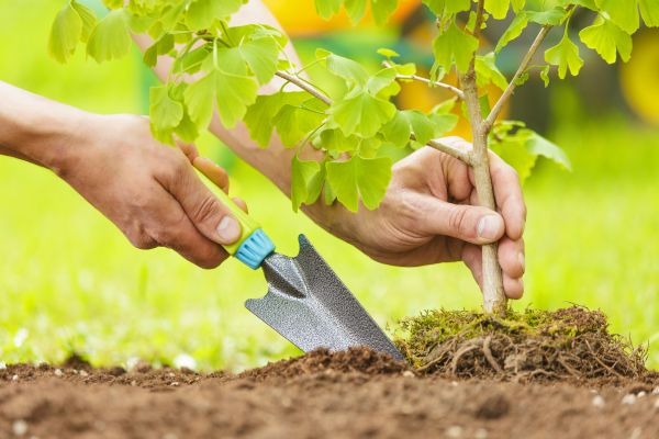 Fruit Tree Planting in Salinas