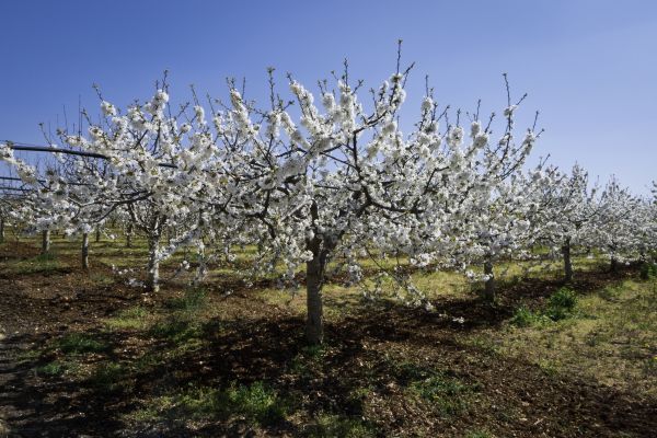 Orchard Planting in Salinas