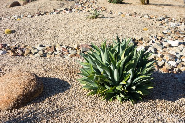 Xeriscaping Service in Salinas