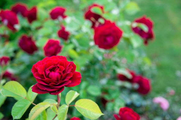 Rose Planting in Salinas