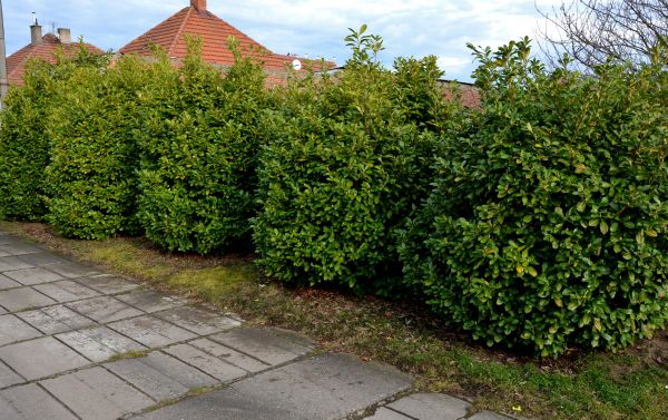 Privacy Shrub Installation in Salinas