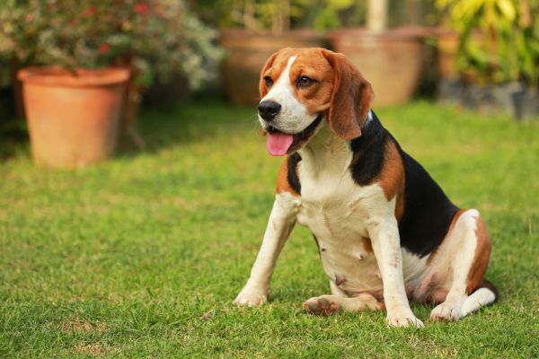 Dog Friendly Landscaping in Salinas