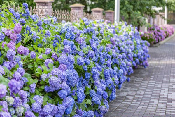 Hydrangea Landscaping in Salinas