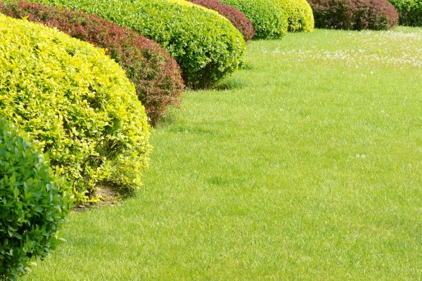 Shrubbery Planting in Salinas