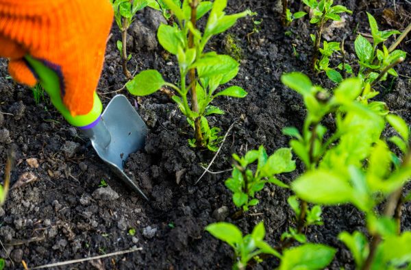 Hydrangea Planting in Salinas
