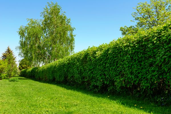 Hedge Replacement in Salinas