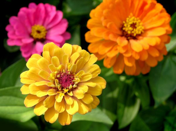 Zinnia Planting in Salinas